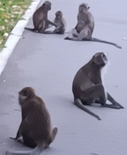 Long-tailed macaque monkeys at Punggol.